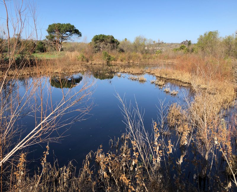 Small pond with dry grasses, shrubs, trees, blue sky reflected.
